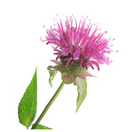 Bergamot plant