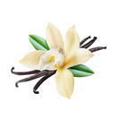 Vanilla beans and flower